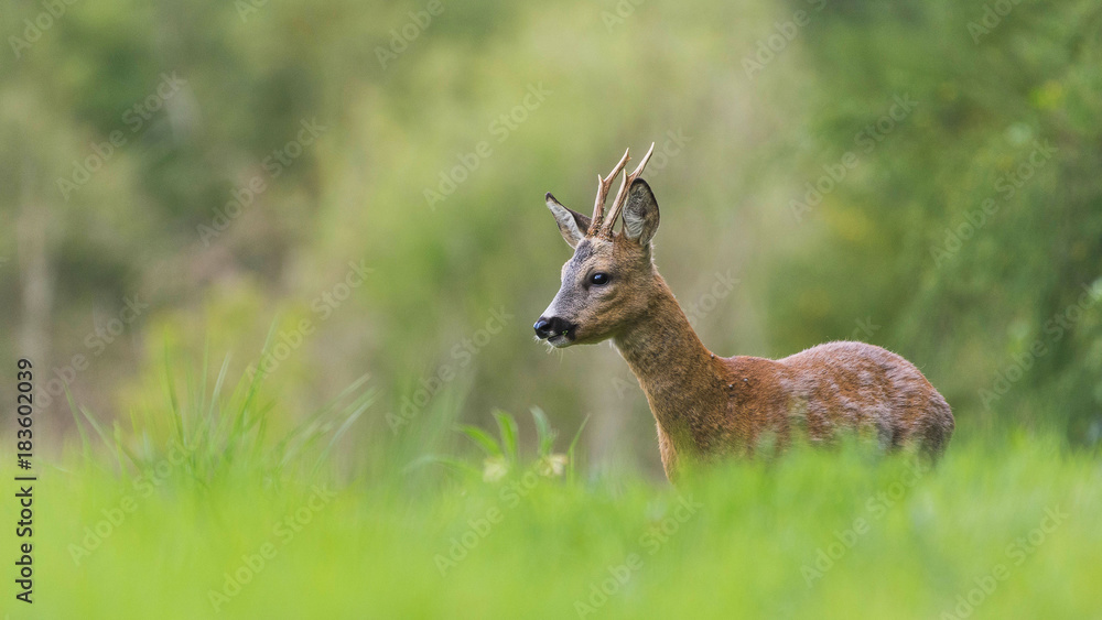 Deer during spring Deer during spring