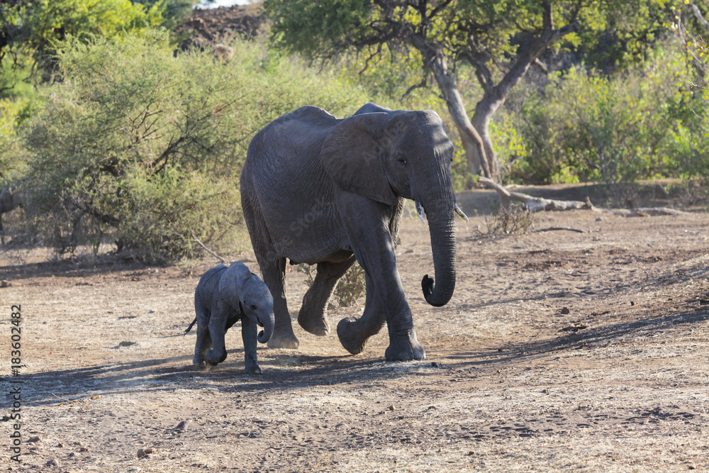 Obraz premium mother and baby elephant walking in bush botswana