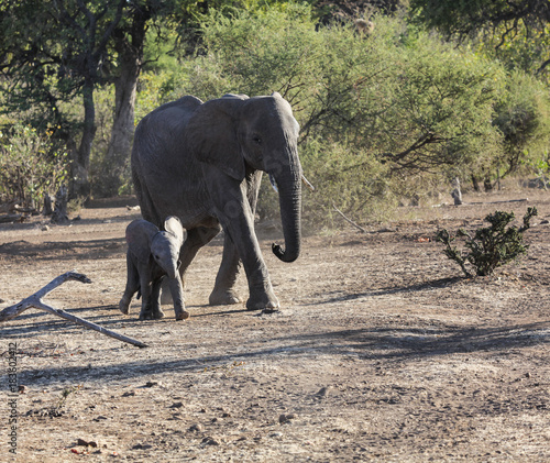 baby elephant with mother in the wild africa
