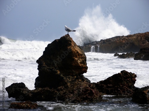 Seagull and waves © Jakub