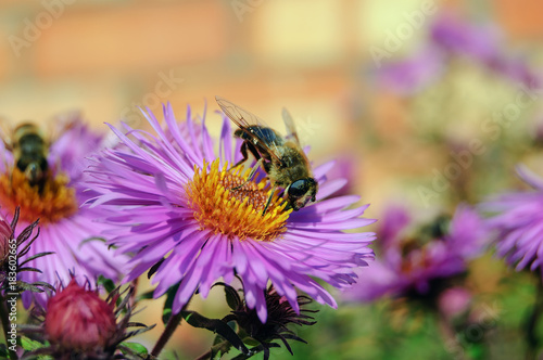 a bee on a purple flower. close-up © gluuker