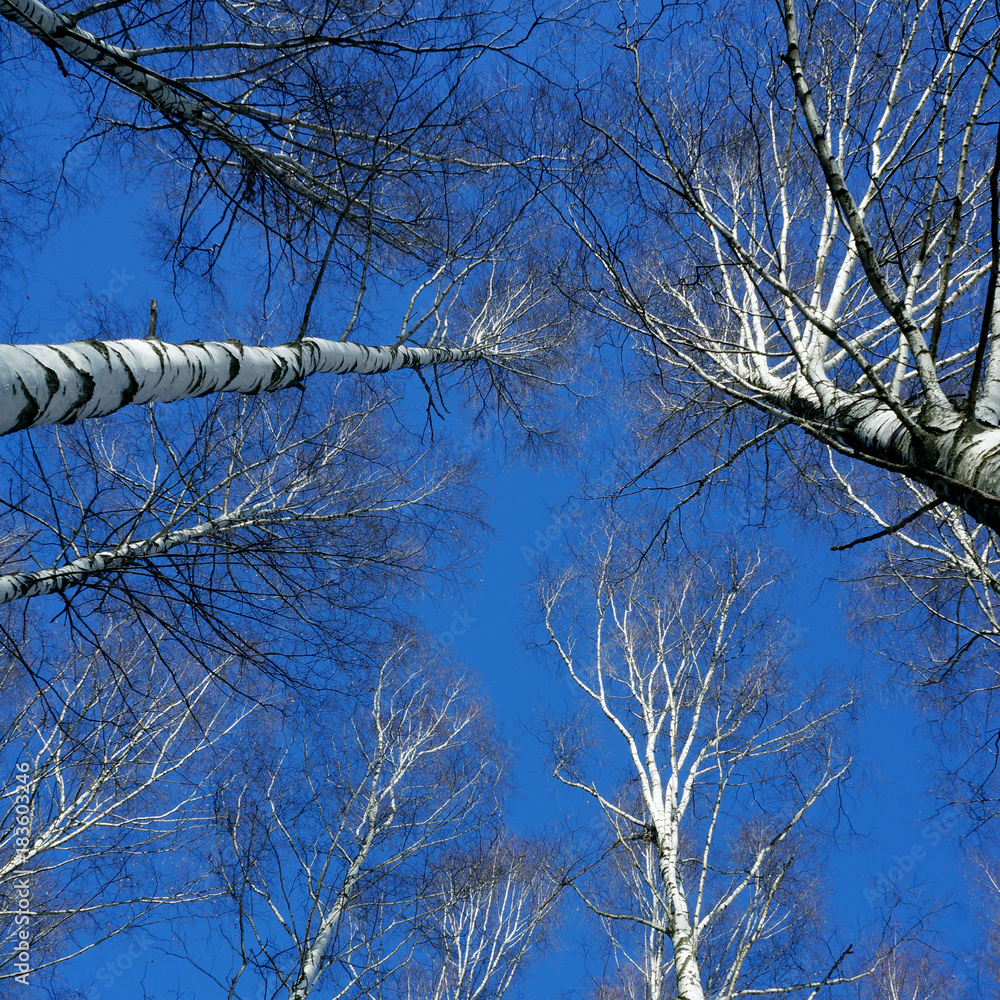 Obraz premium Winter nature, blue sky and snowy trees