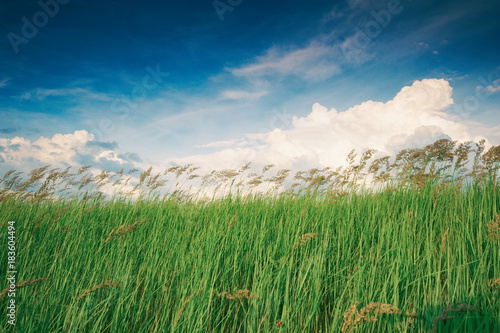 Green wild grass on sky background photo