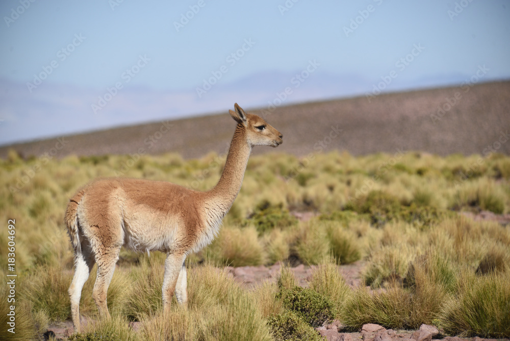 vicuña llama