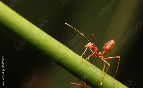 Wallpaper Mural Ants on flower Torontodigital.ca