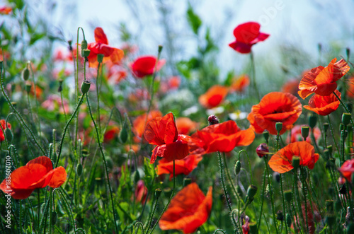 Fototapeta Naklejka Na Ścianę i Meble -  Field of red poppies