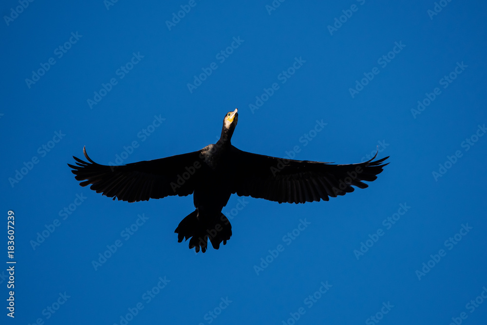 Obraz premium Cormorant, Phalacrocorax carbo