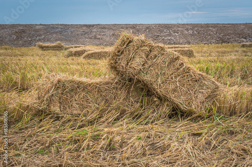  Straw bales on rice field in summer of Thailand.