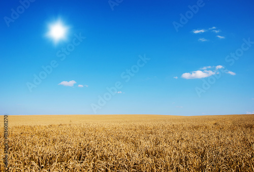 Golden wheat field with blue sky in background