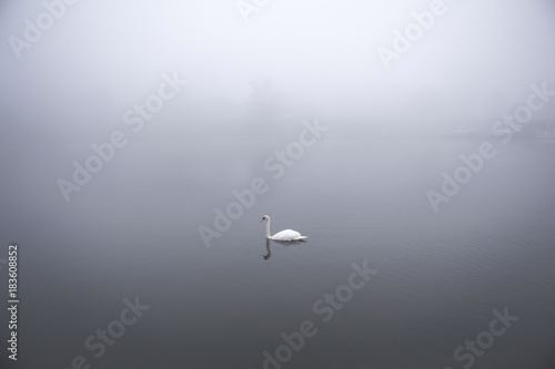 The lone swan - a single swan swimming in the calm waters