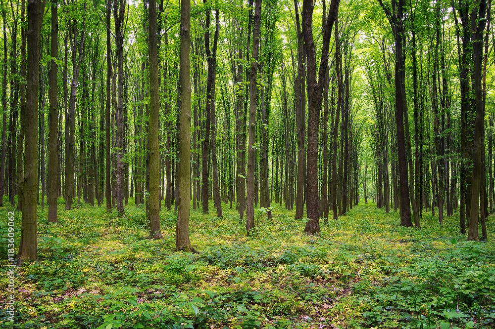 forest in spring