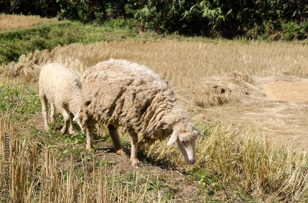 Fototapeta premium Sheep in the rice paddies. Mae Hong Son Thailand
