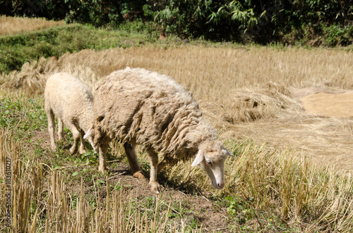 Sheep in the rice paddies. Mae Hong Son Thailand