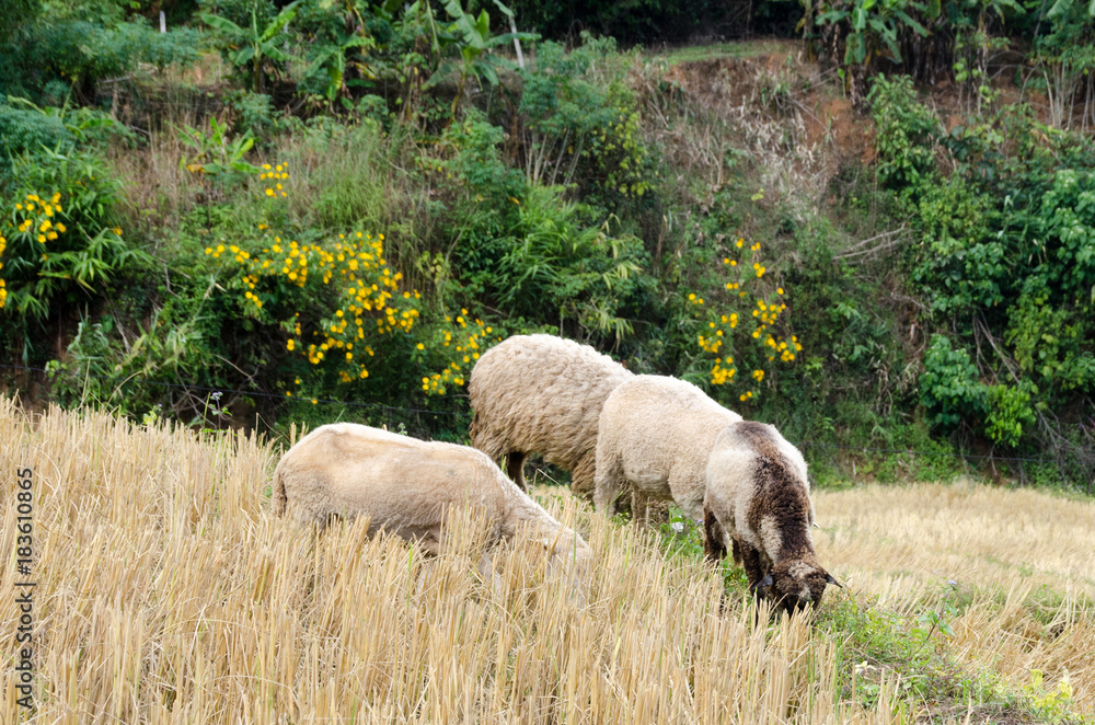 Sheep in the rice paddies. Mae Hong Son Thailand Sheep in the rice paddies. Mae Hong Son Thailand