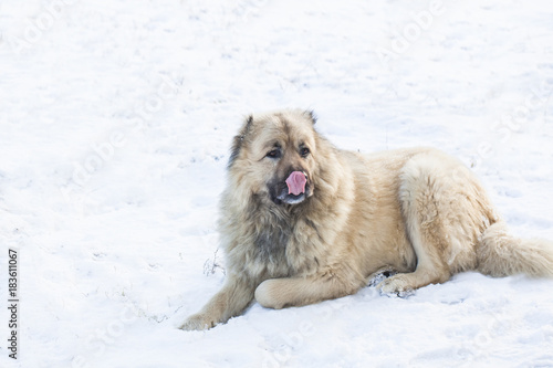 Big Caucasian shepherd dog lies on the snow and lickens photo