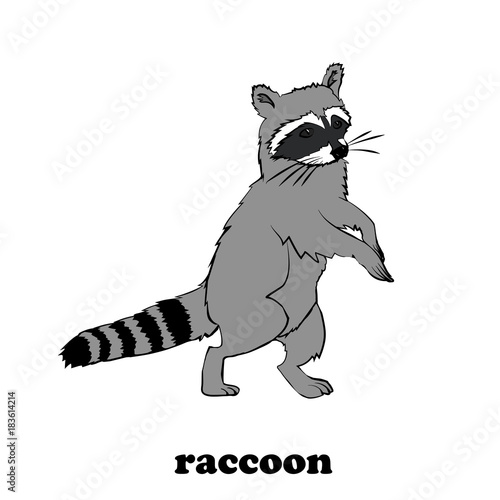 Cute cartoon raccoon isolated