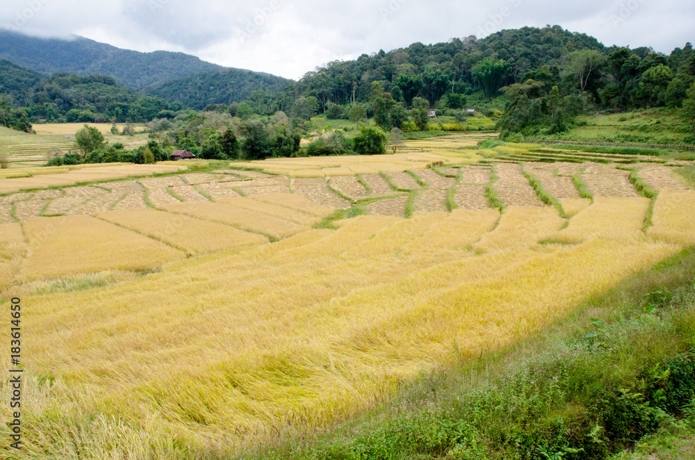 Agriculture landscape after the harvesting in Northern Thailand.