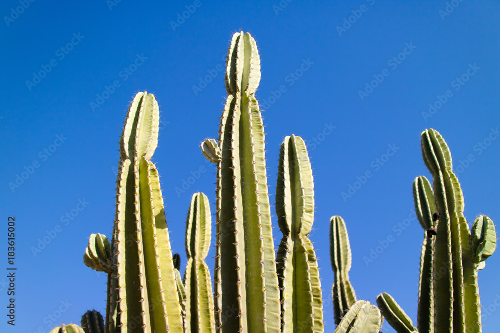 Cactuses in the desert of Israel
