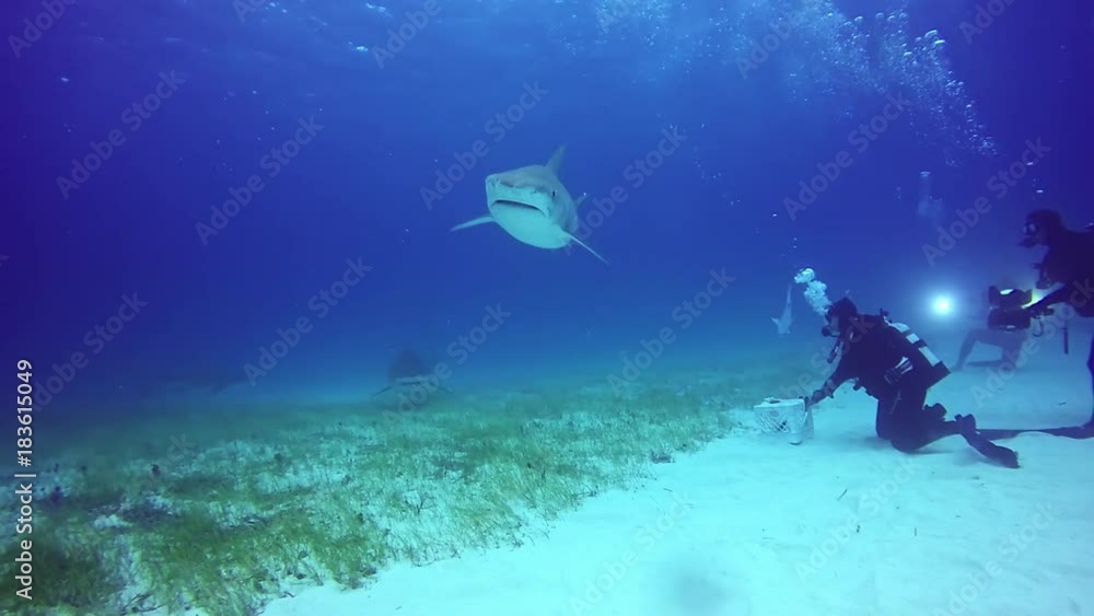 custom made wallpaper toronto digitalBig Bull Shark with divers underwater on sandy bottom of Tiger Beach Bahamas. Swimming with a predator Carcharhinus leucas in pure blue water of Atlantic Ocean.