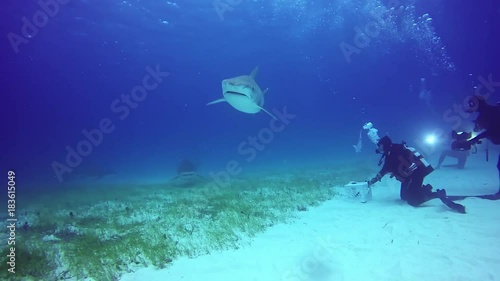 Wallpaper Mural Big Bull Shark with divers underwater on sandy bottom of Tiger Beach Bahamas. Swimming with a predator Carcharhinus leucas in pure blue water of Atlantic Ocean. Torontodigital.ca
