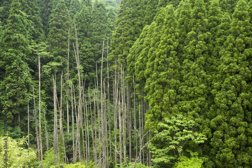 Fototapeta premium 竹田市荻町地区の針葉樹林と枯木立