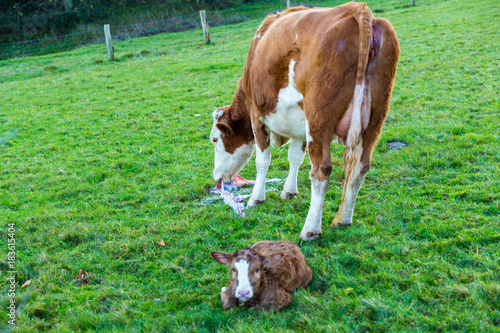 mother cow with new born calf hours after giving birth on green grassland