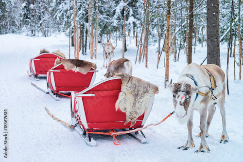 Reindeer with sled caravan in winter forest in Rovaniemi © Roman Babakin