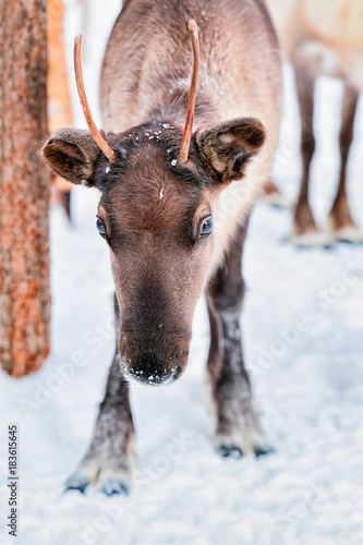 Reindeer in farm in winter Lapland Rovaniemi Northern Finland