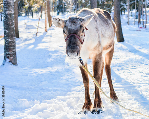 Reindeer at farm of winter Rovaniemi Lapland Northern Finland