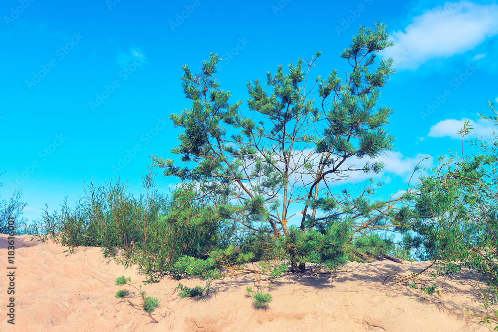 Pine tree in sand dune at Baltic Sea in Palanga