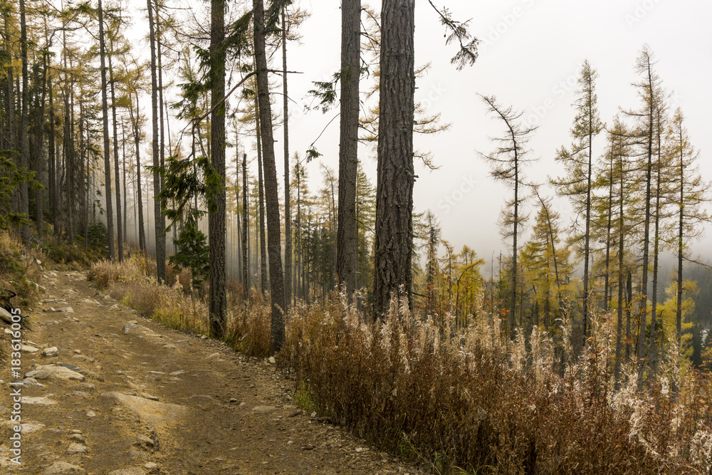 Fototapeta premium Beautiful autumn nature in Slovakia. High Tatra Mountains.