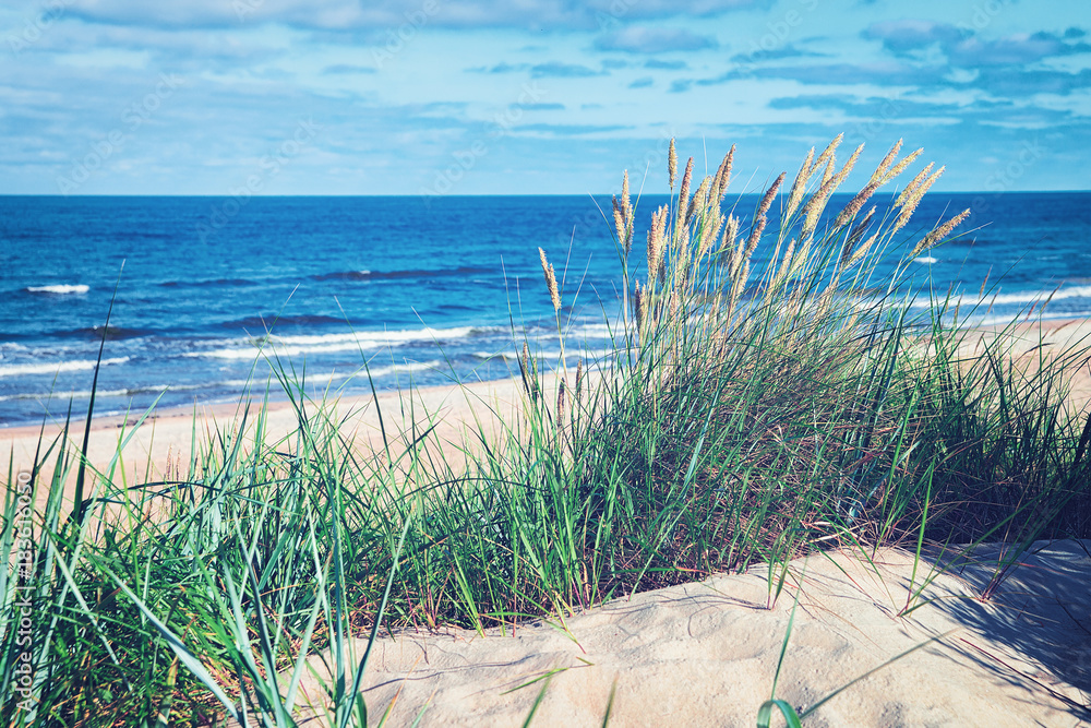 Green grass in sand dune at Baltic Sea in Palanga - obrazy, fototapety, plakaty 