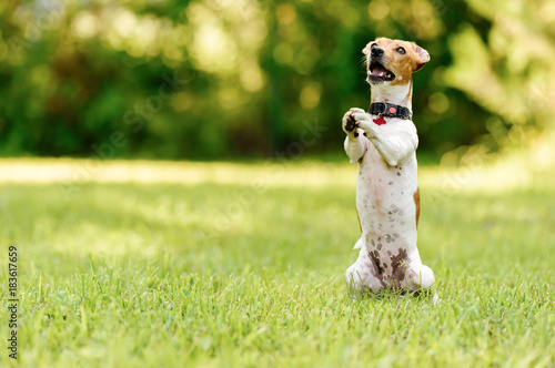 Fototapeta Naklejka Na Ścianę i Meble -  Dog sitting on hind legs begging with paws in praying gesture
