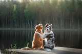 Dog Nova Scotia duck tolling Retriever and the border collie on the river