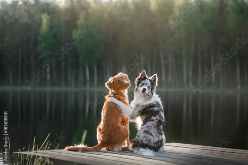 Photo Dog Nova Scotia duck tolling Retriever and the border collie on the river