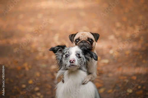 Konstfotografi The dog is a pug and a border collie in the Park