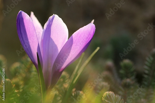 ein lila Krokus bei Sonnenschein