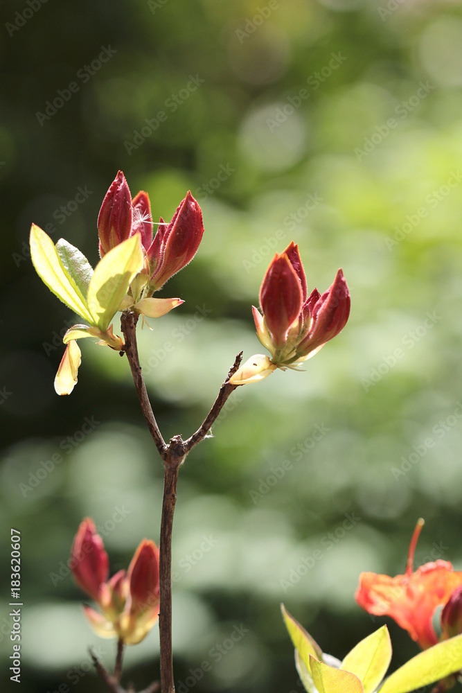 Knospen der Azalee im Frühling Makro Hochformat Knospen der Azalee im Frühling Makro Hochformat