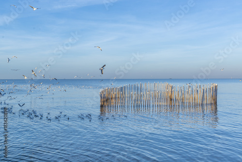 Seagill and Bamboo in the sea. photo