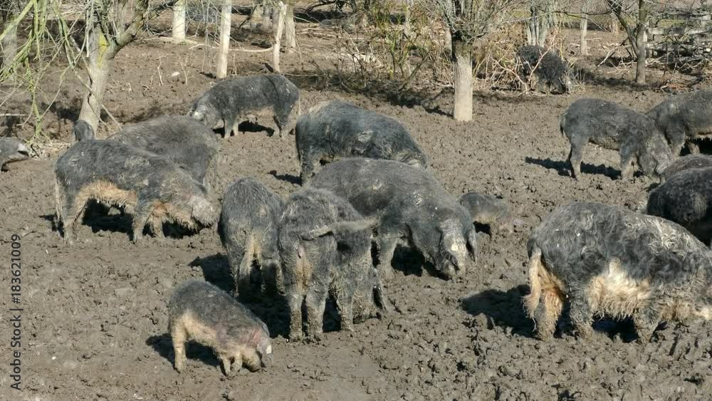 Domestic pigs feeding in mud. Mangalitsa - The Woolly Sheep-Pig, healthy environment and organic food production Domestic pigs feeding in mud. Mangalitsa - The Woolly Sheep-Pig, healthy environment and organic food production