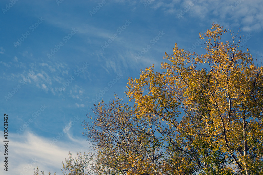 Autumn sky landscape with yellow tree