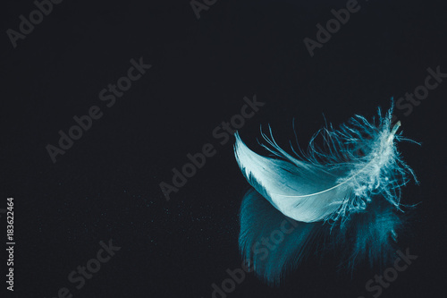 Feather on black mirrored surface background