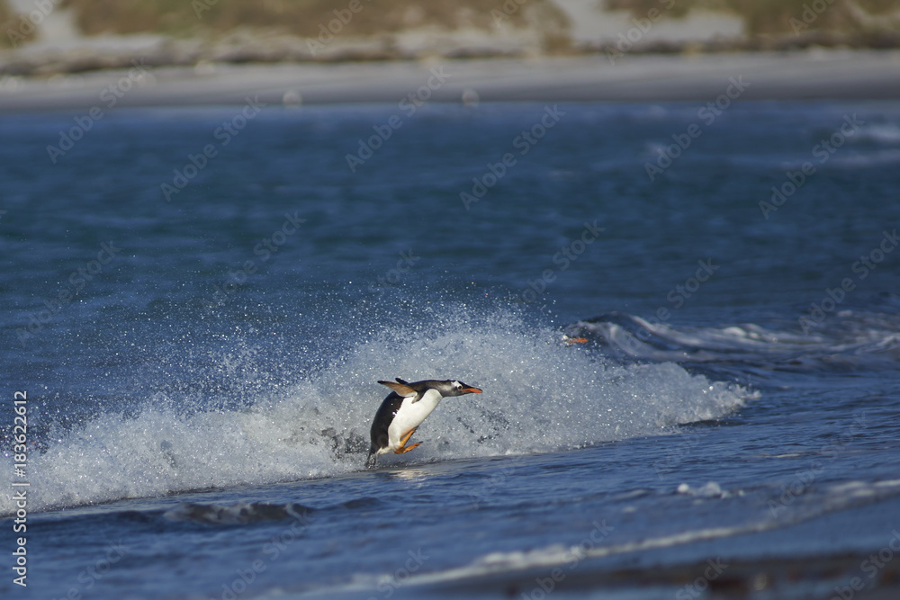 Obraz premium Gentoo Penguin (Pygoscelis papua) coming ashore after feeding at sea on Sea Lion Island in the Falkland Islands.