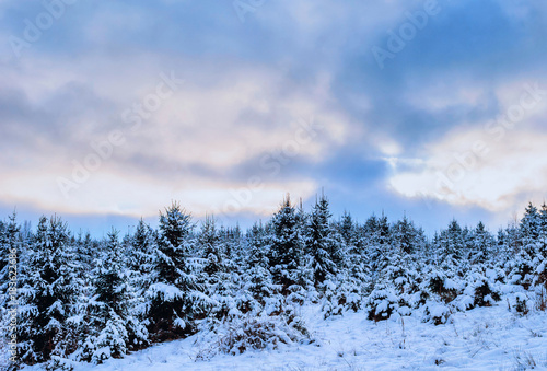 Beautiful pine trees covered with snow in winter