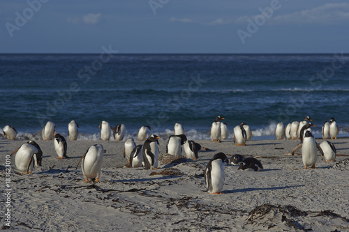 Gentoo Penguins (Pygoscelis papua) on a sandy beach on Sea Lion Island in the Falkland Islands.