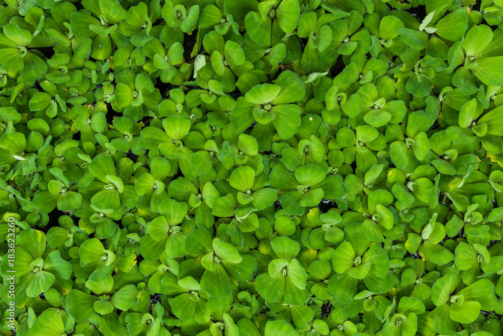 Water lettuce leaf for nature background and texture, Green plant top view for background Water lettuce leaf for nature background and texture, Green plant top view for background