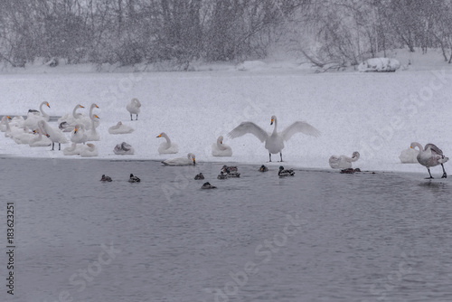 swans lake wintering snowfall birds © Iri_sha