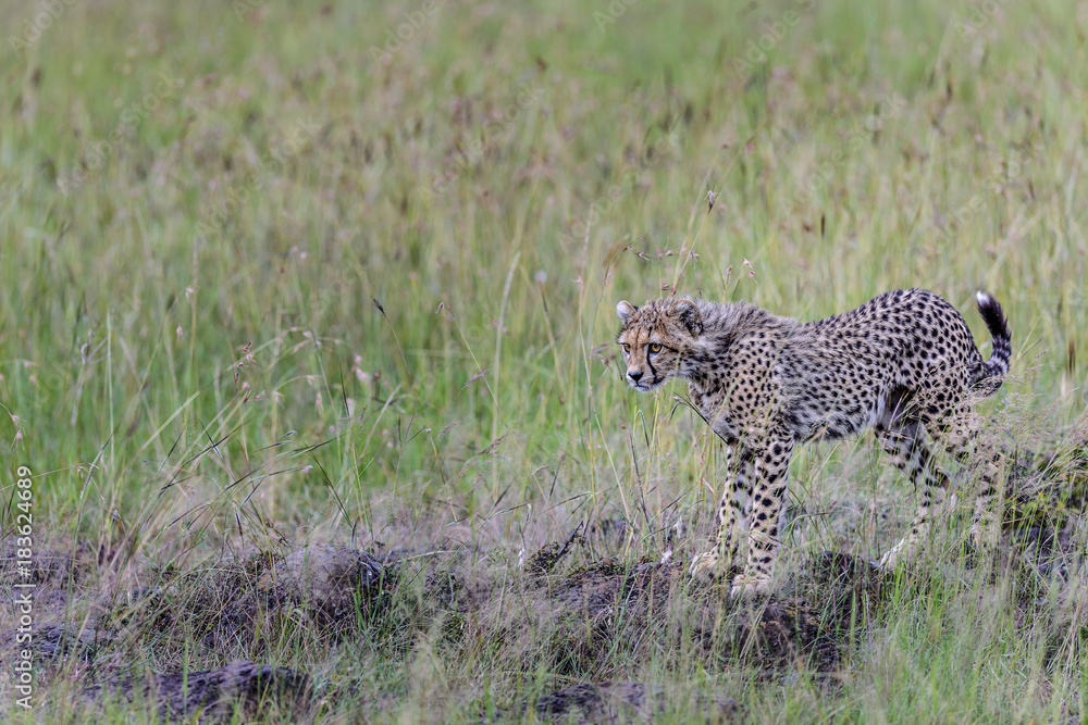 Naklejka premium cheetah