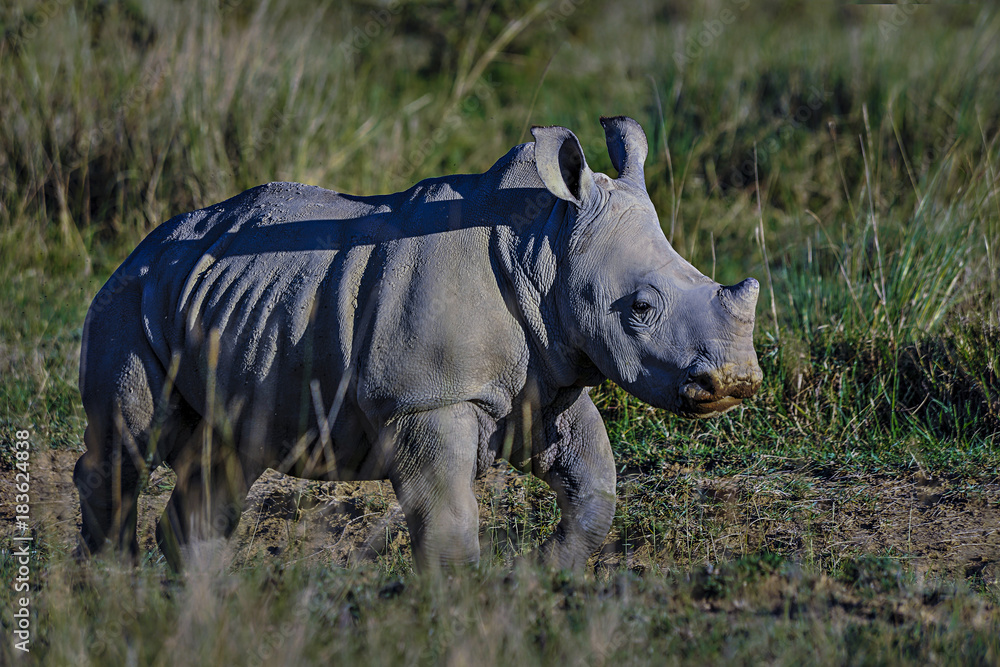 Fototapeta premium rhino