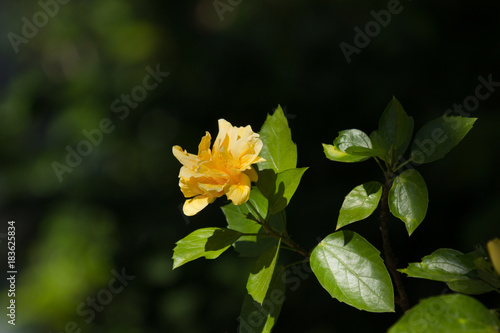 Yellow Hibiscus Flower in black dard background photo